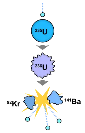 Image 16An example of an induced nuclear fission event. A neutron is absorbed by the nucleus of a uranium-235 atom, which in turn splits into fast-moving lighter elements (fission products) and free neutrons. Though both reactors and nuclear weapons rely on nuclear chain reactions, the rate of reactions in a reactor is much slower than in a bomb. (from Nuclear reactor)