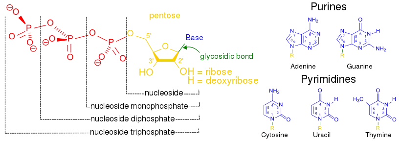 Nucleobases, nucleotides, and nucleosides