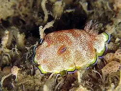 Goniobranchus albopunctatus