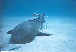 Nurse shark with remoras attending