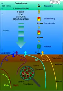 Ocean nutrient flux