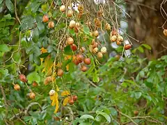 the fruit are drupaceous, not pods