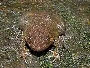 brownish frog frontal view