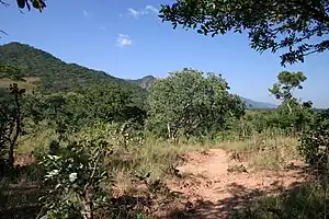 Miombo forest inside the park