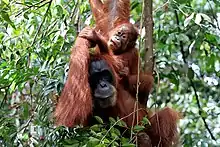 Image 81Sumatran orangutan mother and child in Mount Leuser National Park, North Sumatra (from Tourism in Indonesia)