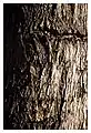 Damaged bark