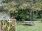 Photograph of leaf and whole tree symptoms of oak wilt in a red oak tree