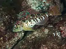 Pseudoblennius zonostigma