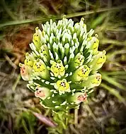 Castilleja densiflora ssp. obispoensis, ssp. endemic to SLO County