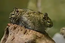 Two common degus