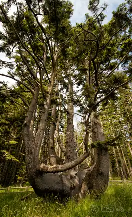 Octopus Tree, Cape Meares, Oregon