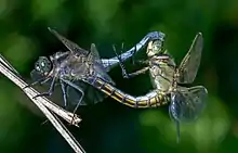 Image 41Sexual reproduction is nearly universal in animals, such as these dragonflies. (from Animal)