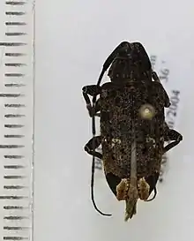 Photograph of a pinned specimen from above with its antenna and legs folded under it