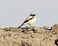 Male in winter