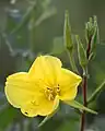 Oenothera elata (Hooker's evening primrose), Irvine CA