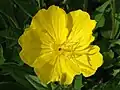 Oenothera macrocarpa