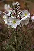 Flowers unfurling