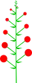 Indeterminate inflorescence with an acropetal maturation and lateral flower buds.