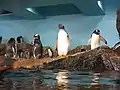 Gentoo penguins