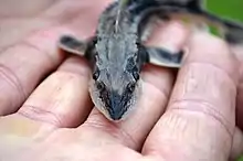 A very juvenile lake sturgeon.