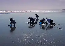 Digging for tuatua on Ōhope Beach in summer