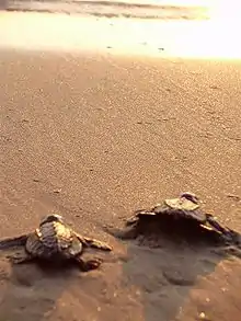 Photo of two small turtles crawling on beach