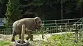 Indian elephant