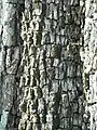 L'olmo di Pincara, bark