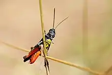 Ventral view