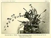 Oncidium powellii