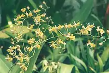 Oncidium longicornu