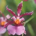 Oncidium ornithorhynchum