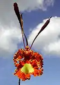 Oncidium papilio