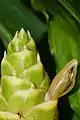 Ginger flower about to bloom