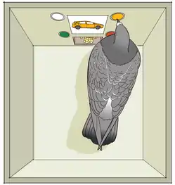 A pigeon is pecking at one of four lights which corresponds with the coloured stimuli presented. It correctly pecks the yellow light (was shown a yellow image) and is therefore, rewarded with food pellets.