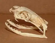 Image 10The lateral view of a king cobra's skull showing fangs (from Venomous snake)