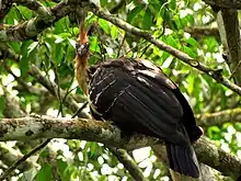 A Hoatzin in the wild. The Hoatzin is native to Guyana.