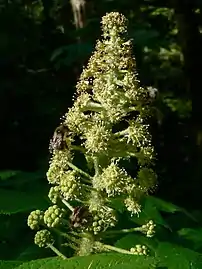 Flowers and bumblebees