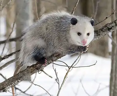 Gray opossum with white face