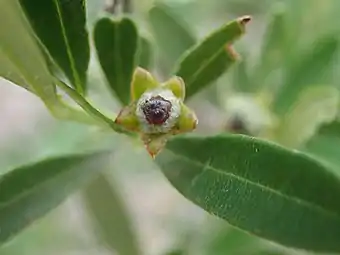 Ripening fruit