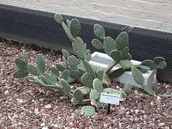 Opuntia microdasys