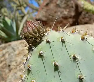 Each areole supports many glochids but are usually without spines.