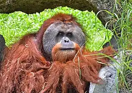 Orangutan at the zoo