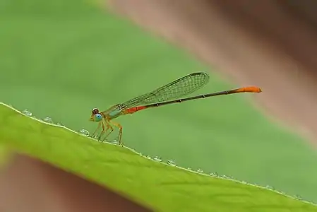 Ceriagrion cerinorubellum male