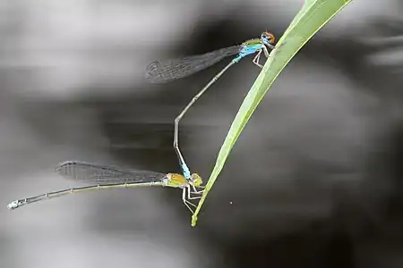 Tandem pair