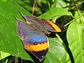 Wet-season, female, upperside