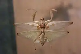 Mounted female