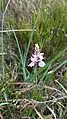 Dactylorhiza orchid growing at Clara