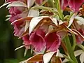 Flowers of Phaius tankervilleae