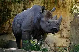 Rhinoceros